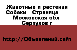 Животные и растения Собаки - Страница 10 . Московская обл.,Серпухов г.